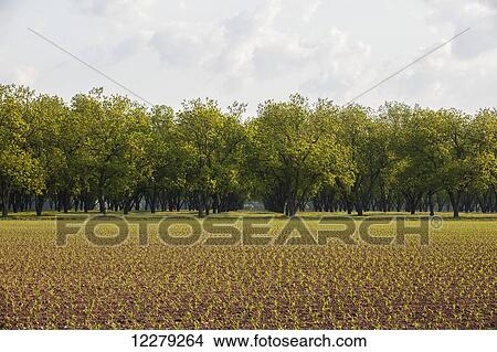 Picture - Pecan grove in background, with field of corn at seedling stage in foreground; England, Arkansas, United States of America. Fotosearch
