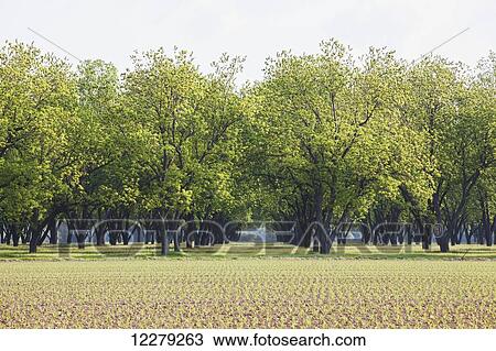 Stock Image - Pecan grove in background, with field of corn at seedling stage in foreground; England, Arkansas, United States of America. Fotosearch