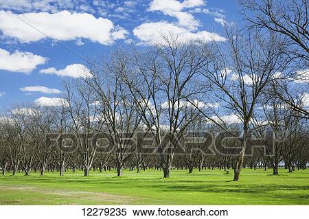 Stock Photography - Pecan grove in early spring, before leaf out; England, Arkansas, United States of America. Fotosearch