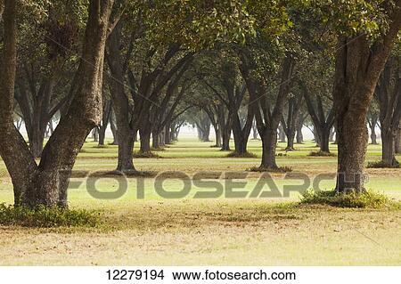 Picture - Pecan grove, ready for harvest; England, Arkansas, United States of America. Fotosearch