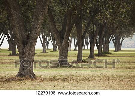 Pecan grove, ready for harvest; England, Arkansas, United States of America View Large Photo Image Stock Photograph - Pecan grove, ready for harvest; England, Arkansas, United States of America. Fotosearch