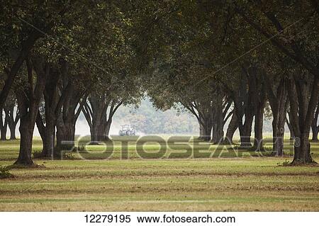 Pecan grove, ready for harvest; England, Arkansas, United States of America View Large Photo Image Stock Photography - Pecan grove, ready for harvest; England, Arkansas, United States of America. Fotosearch
