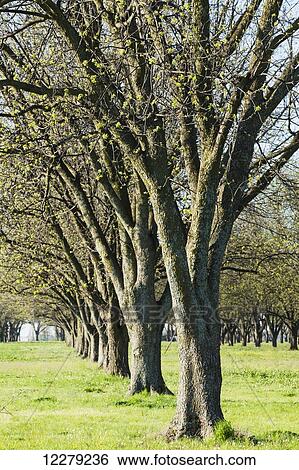 Stock Photograph - Pecan grove with trees in early leaf out; England, Arkansas, United States of America. Fotosearch
