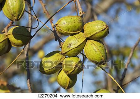 Picture - Pecans at harvest stage; England, Arkansas, United States of America. Fotosearch