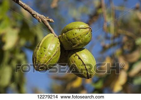 Picture - Pecans at harvest stage; England, Arkansas, United States of America. Fotosearch