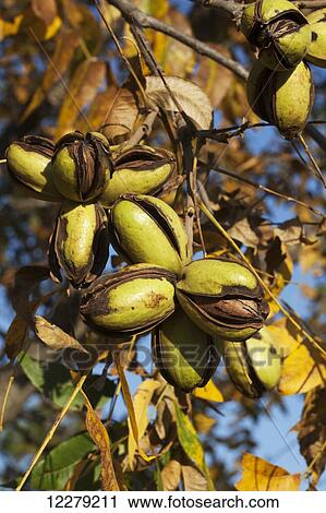 Pecans at harvest stage; England, Arkansas, United States of America View Large Photo Image Stock Image - Pecans at harvest stage; England, Arkansas, United States of America. Fotosearch