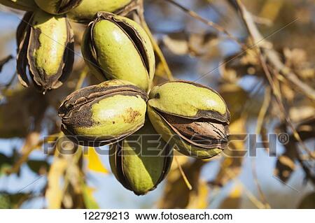 Stock Image - Pecans at harvest stage; England, Arkansas, United States of America. Fotosearch