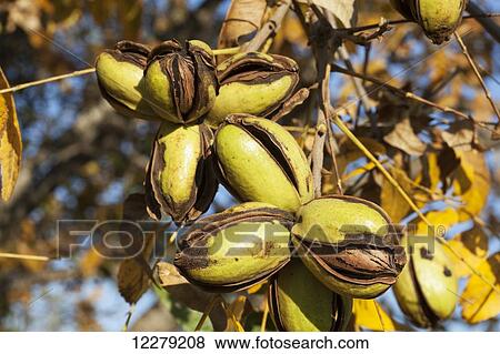 Stock Photo - Pecans at harvest stage; England, Arkansas, United States of America. Fotosearch