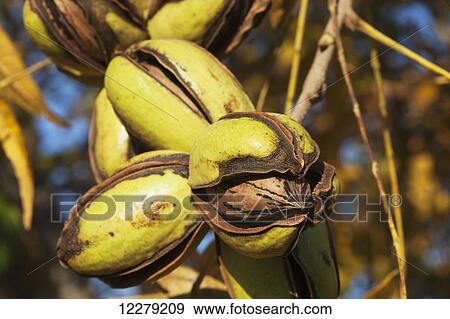 Pecans at harvest stage; England, Arkansas, United States of America View Large Photo Image Stock Photo - Pecans at harvest stage; England, Arkansas, United States of America. Fotosearch