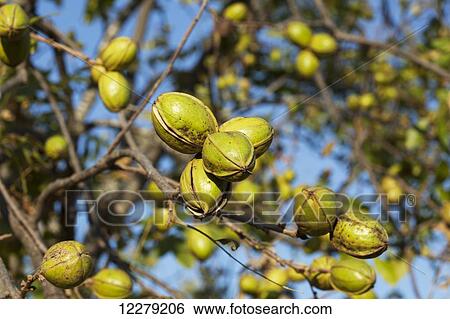 Stock Photograph - Pecans at harvest stage; England, Arkansas, United States of America. Fotosearch