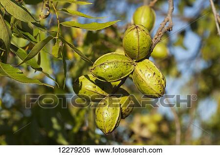 Pecans at harvest stage; England, Arkansas, United States of America View Large Photo Image Stock Photography - Pecans at harvest stage; England, Arkansas, United States of America. Fotosearch