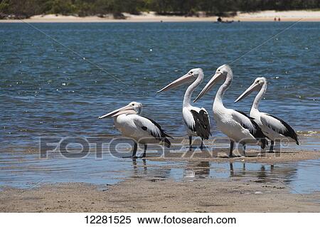 Pelicans wading in shallow water; Caloundra, Queensland, Australia View Large Photo Image Stock Photography - Pelicans wading in shallow water; Caloundra, Queensland, Australia. Fotosearch