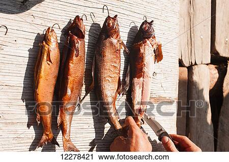 Person with knife begins to cut up whole smoked fish, Yukon Territory, Canada View Large Photo Image Stock Image - Person with knife begins to cut up whole smoked fish, Yukon Territory, Canada. Fotosearch