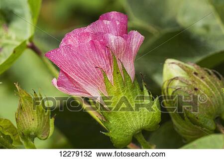 Stock Image - Pink bloom of cotton; England, Arkansas, United States of America. Fotosearch