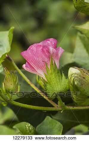 Pink bloom of cotton; England, Arkansas, United States of America View Large Photo Image Stock Image - Pink bloom of cotton; England, Arkansas, United States of America. Fotosearch