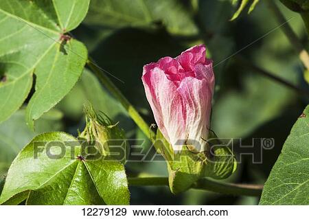 Pink bloom of cotton; England, Arkansas, United States of America View Large Photo Image Stock Photo - Pink bloom of cotton; England, Arkansas, United States of America. Fotosearch
