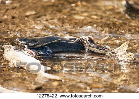 Stock Image - Pink salmon in spawning grounds, Valdez, Southcentral Alaska, Summer. Fotosearch