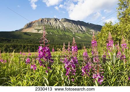 Stock Image - Pink Wildflowers Grow In A Meadow On Hallo Bay, Katmai Naional Park, Alaska Peninsula; Southwest Alaska, United States Of America. Fotosearch