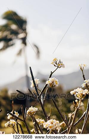 Stock Photo - Plumeria tree; Wailua, Kauai, Hawaii, United States of America. Fotosearch