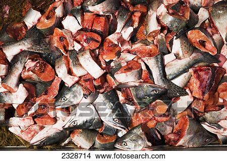 Picture - Preparing Pink Salmon For Commercial Halibut Longlining Bait, King Cove, Alaska Peninsula; Southwest Alaska, United States Of America. Fotosearch