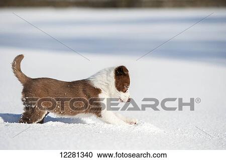 Red and white border collie puppy playing in snow; Yorkshire, England View Large Photo Image Stock Image - Red and white border collie puppy playing in snow; Yorkshire, England. Fotosearch