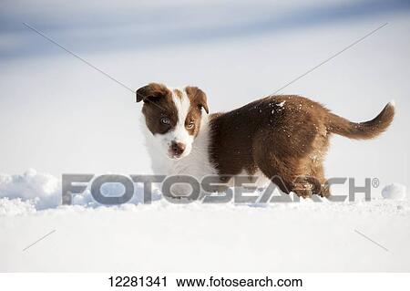 Stock Image - Red and white border collie puppy playing in snow; Yorkshire, England. Fotosearch