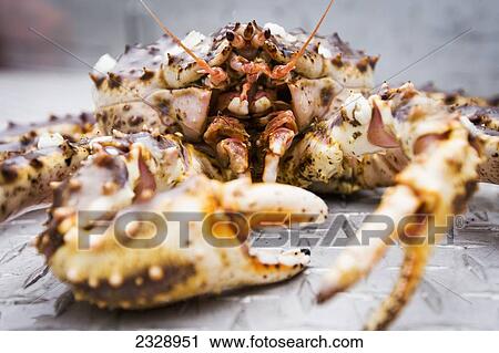 Red King Crab On The Deck Of A Commercial Fishing Boat; False Pass, Alaska, United States Of America View Large Photo Image Stock Image - Red King Crab On The Deck Of A Commercial Fishing Boat; False Pass, Alaska, United States Of America. Fotosearch