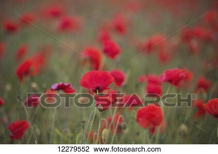Stock Image - Red poppies in a field; Tyne and Wear, England. Fotosearch