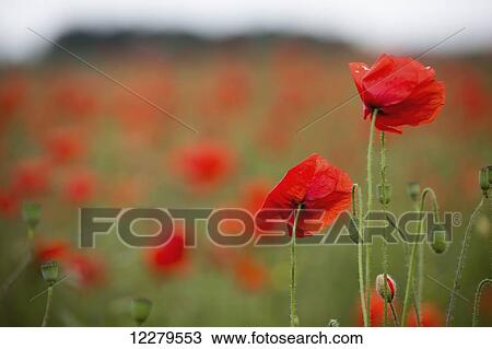 Red poppies in a field; Tyne and Wear, England View Large Photo Image Stock Image - Red poppies in a field; Tyne and Wear, England. Fotosearch
