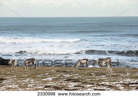 Stock Photo - Reindeer Feeding Along The Eastern Coast Of Iceland; Iceland. Fotosearch
