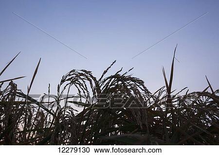 Stock Image - Rice at harvest stage at sunrise; England, Arkansas, United States of America. Fotosearch