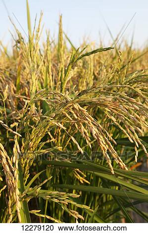 Rice at harvest stage; England, Arkansas, United States of America View Large Photo Image Stock Image - Rice at harvest stage; England, Arkansas, United States of America. Fotosearch