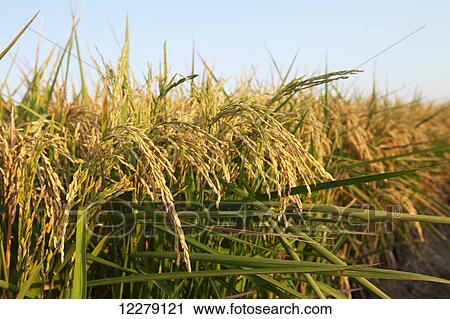 Stock Image - Rice at harvest stage; England, Arkansas, United States of America. Fotosearch