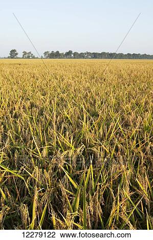 Stock Image - Rice at harvest stage; England, Arkansas, United States of America. Fotosearch