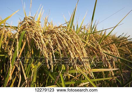 Rice at harvest stage; England, Arkansas, United States of America View Large Photo Image Stock Image - Rice at harvest stage; England, Arkansas, United States of America. Fotosearch