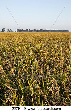 Stock Photo - Rice at harvest stage; England, Arkansas, United States of America. Fotosearch
