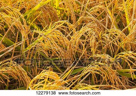 Rice at harvest stage; England, Arkansas, United States of America View Large Photo Image Stock Photo - Rice at harvest stage; England, Arkansas, United States of America. Fotosearch