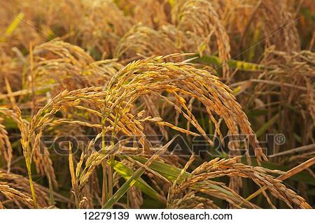 Stock Photo - Rice at harvest stage; England, Arkansas, United States of America. Fotosearch