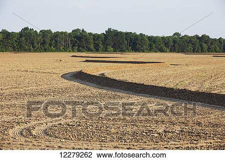 Rice field that has just been planted; England, Arkansas, United States of America View Large Photo Image Stock Image - Rice field that has just been planted; England, Arkansas, United States of America. Fotosearch