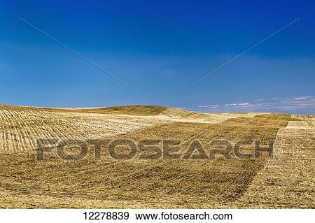 Rolling stubble field with harvest lines and blue sky; Alberta, Canada View Large Photo Image Stock Photo - Rolling stubble field with harvest lines and blue sky; Alberta, Canada. Fotosearch