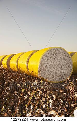 Round modules of harvested cotton at sunrise; England, Arkansas, United States of America View Large Photo Image Picture - Round modules of harvested cotton at sunrise; England, Arkansas, United States of America. Fotosearch