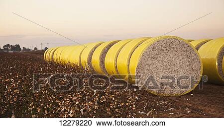 Round modules of harvested cotton at sunrise; England, Arkansas, United States of America View Large Photo Image Stock Image - Round modules of harvested cotton at sunrise; England, Arkansas, United States of America. Fotosearch