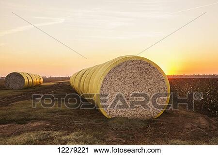 Round modules of harvested cotton at sunrise; England, Arkansas, United States of America View Large Photo Image Stock Image - Round modules of harvested cotton at sunrise; England, Arkansas, United States of America. Fotosearch