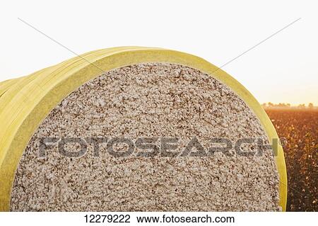 Stock Image - Round modules of harvested cotton at sunrise; England, Arkansas, United States of America. Fotosearch