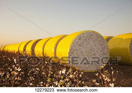 Stock Image - Round modules of harvested cotton at sunrise; England, Arkansas, United States of America. Fotosearch