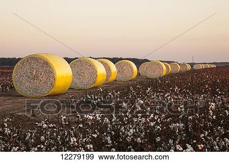 Round modules of harvested cotton, produced by John Deere on-board module cotton picker; England, Arkansas, United States of America View Large Photo Image Stock Photo - Round modules of harvested cotton, produced by John Deere on-board module cotton picker; England, Arkansas, United States of America. Fotosearch