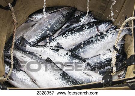 Stock Photo - Salmon Fishing; Alaska, United States Of America. Fotosearch