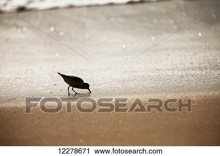 Stock Image - Sandpiper (Scolopacidae) drinking from the surf along Barking Sands; Kekaha, Kauai, Hawaii, United States of America. Fotosearch