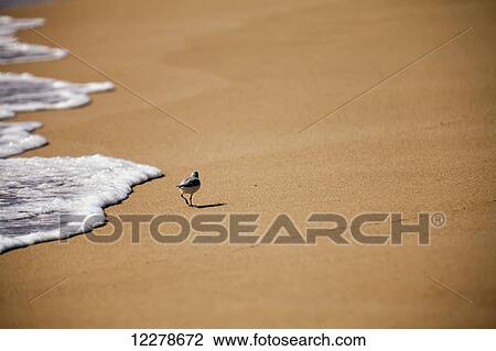 Stock Image - Sandpiper (Scolopacidae) running along the surf at Barking Sands; Kekaha, Kauai, Hawaii, United States of America. Fotosearch