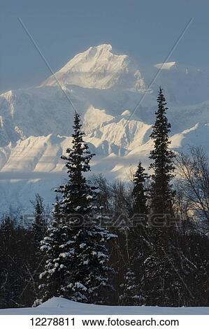 Stock Image - Scenic view of spruce trees in front of Mt. McKinley near Trapper Creek, Southcentral Alaska. Fotosearch